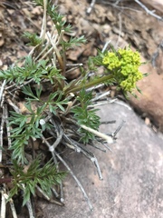 Lomatium parryi