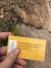 Lomatium parryi