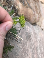 Lomatium parryi
