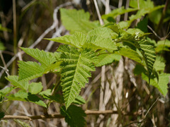 Rubus hawaiensis