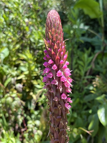 Satyrium crassicaule