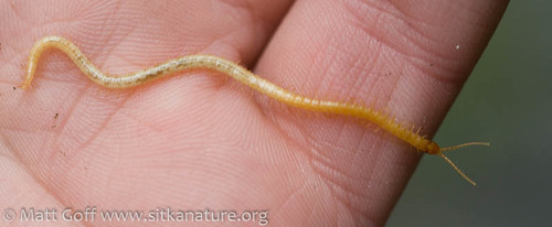 Geophilus alaskanus · iNaturalist