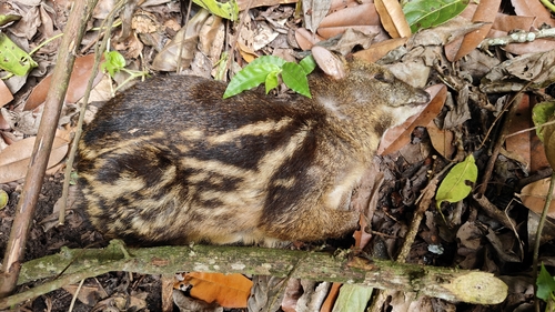 Indian Chevrotain