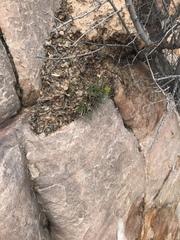 Lomatium parryi