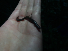 Batrachoseps gregarius