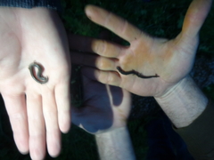 Batrachoseps gregarius