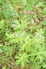 Geranium pseudosibiricum