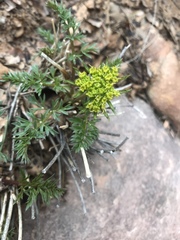 Lomatium parryi