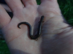 Batrachoseps gregarius