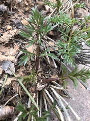 Lomatium parryi