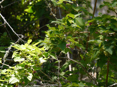 Rubus hawaiensis