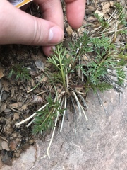 Lomatium parryi