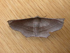 Oenochroma vetustaria