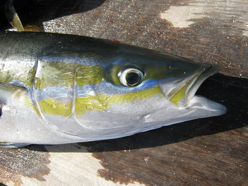 Rainbow runner (Elagatis bipinnulata) — Carangidae — 4