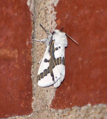 Euerythra phasma