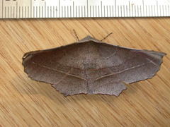 Oenochroma vetustaria