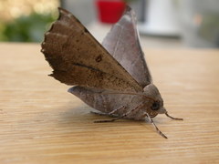 Oenochroma vetustaria