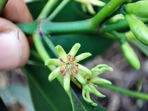 Image of Bruguiera cylindrica by no rights reserved