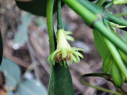 Image of Bruguiera cylindrica by no rights reserved