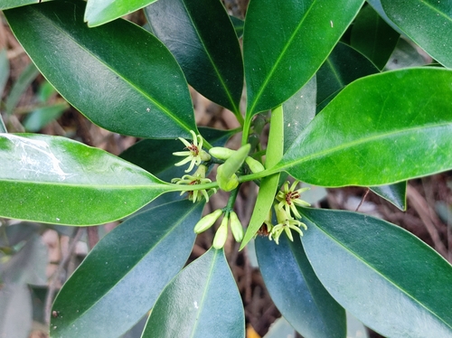 Image of Bruguiera cylindrica by no rights reserved