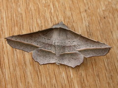 Oenochroma vetustaria