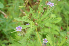 Geranium pseudosibiricum