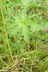 Geranium pseudosibiricum