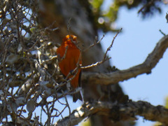 Loxops coccineus
