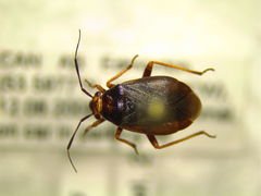 Capsus