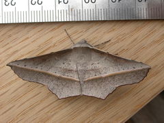 Oenochroma vetustaria