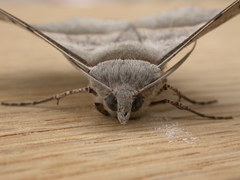 Oenochroma vetustaria