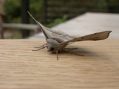 Oenochroma vetustaria