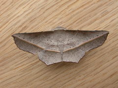 Oenochroma vetustaria