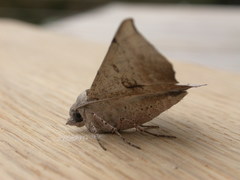 Oenochroma vetustaria