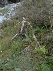 Anthoxanthum equisetum