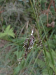 Anthoxanthum equisetum