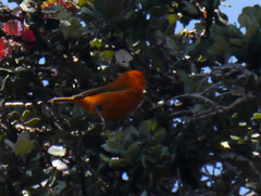 Loxops coccineus