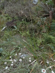 Anthoxanthum equisetum