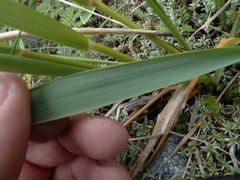 Anthoxanthum equisetum