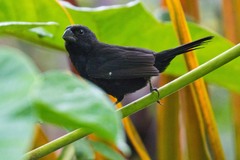 Thick-Billed Seed-Finch photo 3