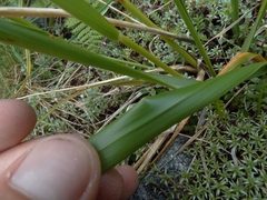 Anthoxanthum equisetum