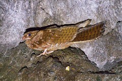 Steatornis caripensis