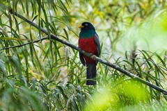 Trogon comptus