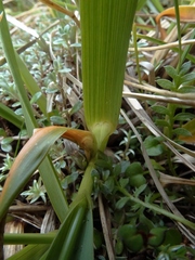 Anthoxanthum equisetum