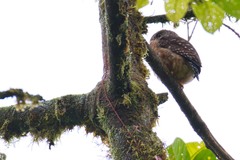 Glaucidium nubicola