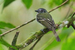 Leptopogon superciliaris