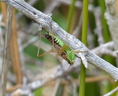Conocephalus semivittatus