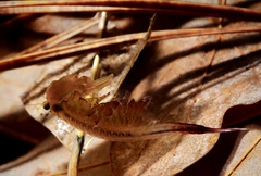 Eubranchipus vernalis