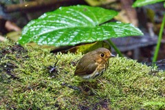 Grallaricula flavirostris