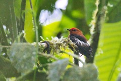 Machaeropterus deliciosus